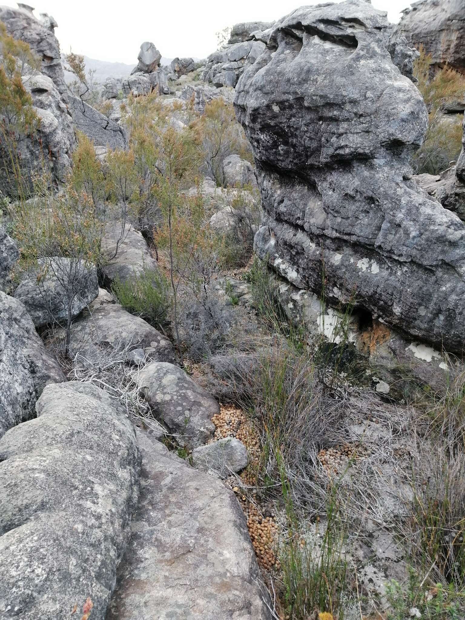 Image of Hewitt's Red Rock Hare