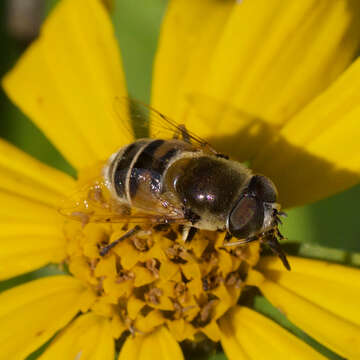 Image of Yellow-shouldered Drone Fly