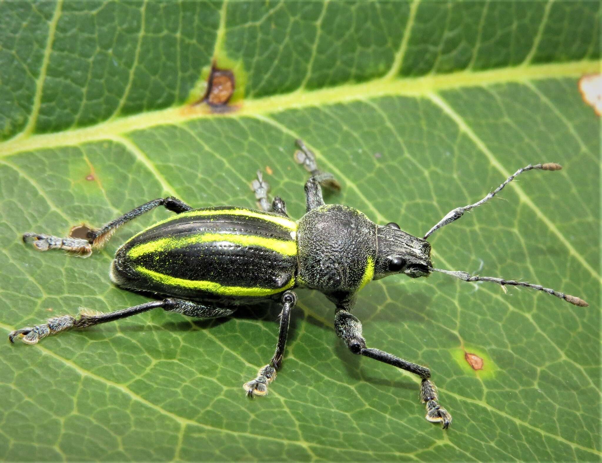 Image of Teratopactus vittatus (Mannerheim 1833)