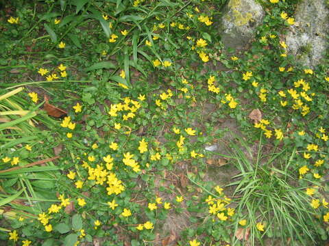 Image of creeping jenny