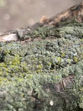 Image of rim lichen