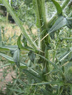 Image of Spear Thistle