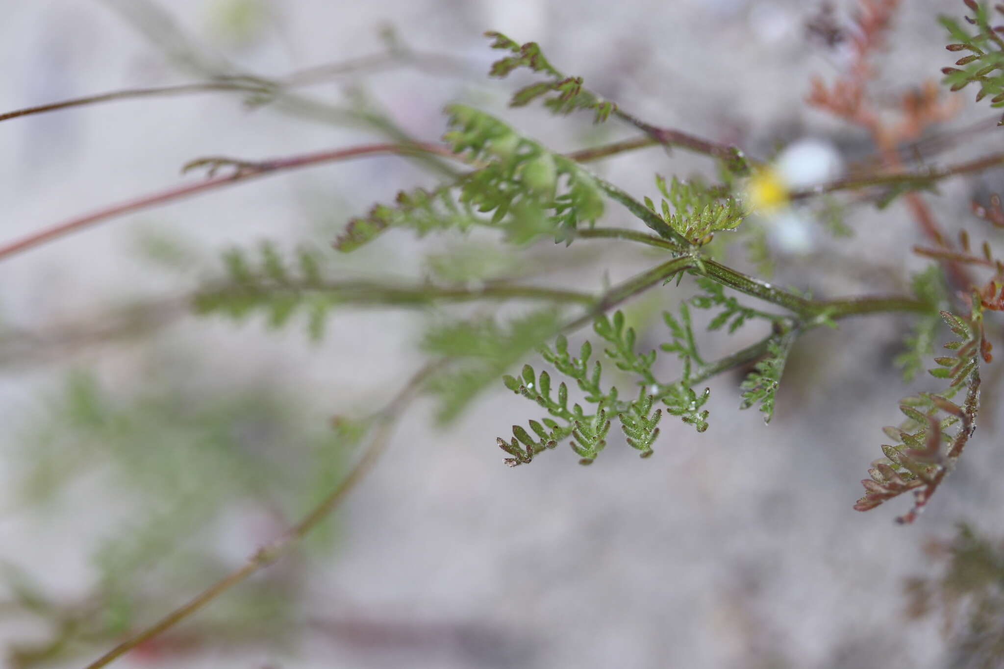 Image of Foveolina tenella (DC.) M. Källersjö