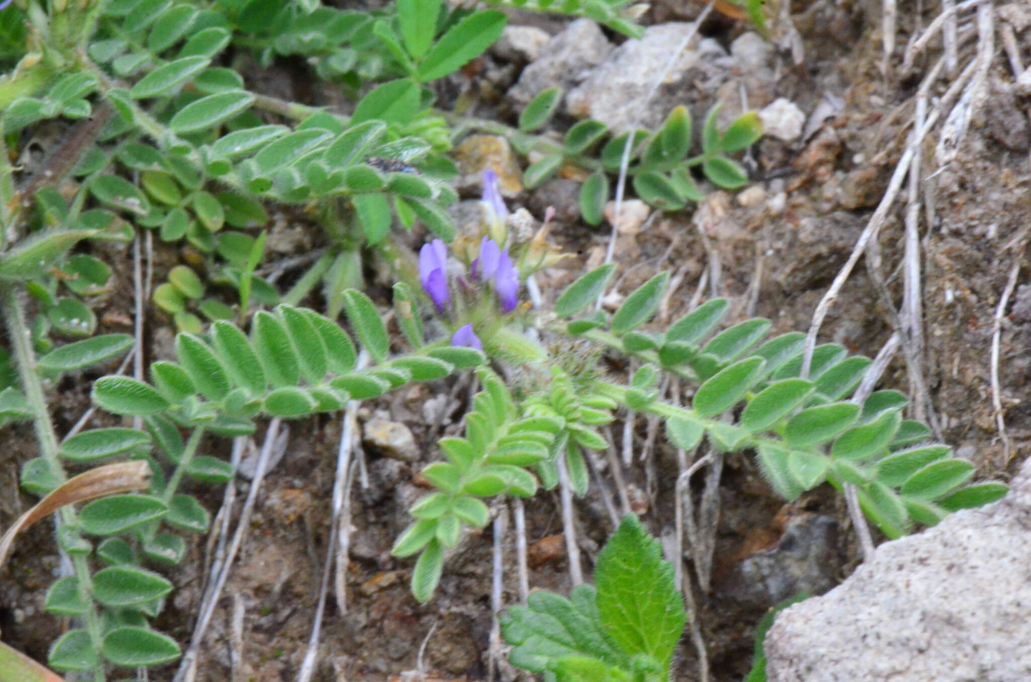 Imagem de Astragalus sesameus L.