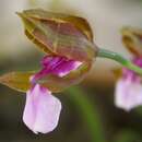 Miltonia russelliana (Lindl.) Lindl.的圖片