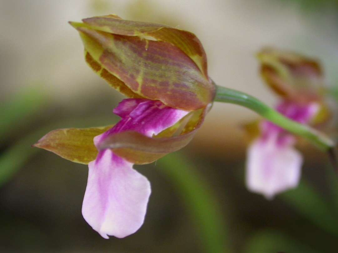 Image of Miltonia russelliana (Lindl.) Lindl.