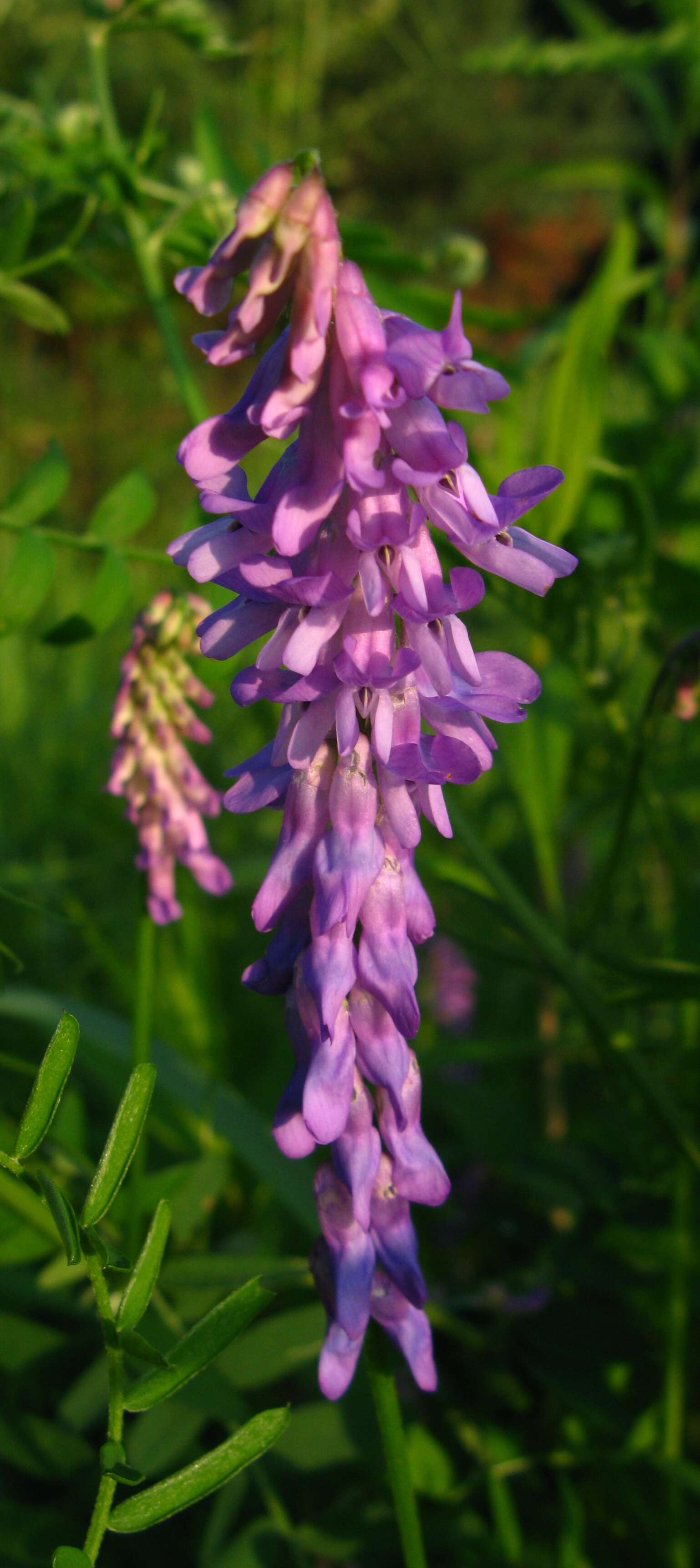 Image of bird vetch