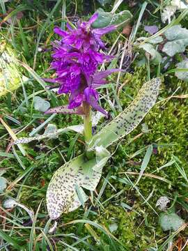 Image de Dactylorhiza alpestris (Pugsley) Aver.