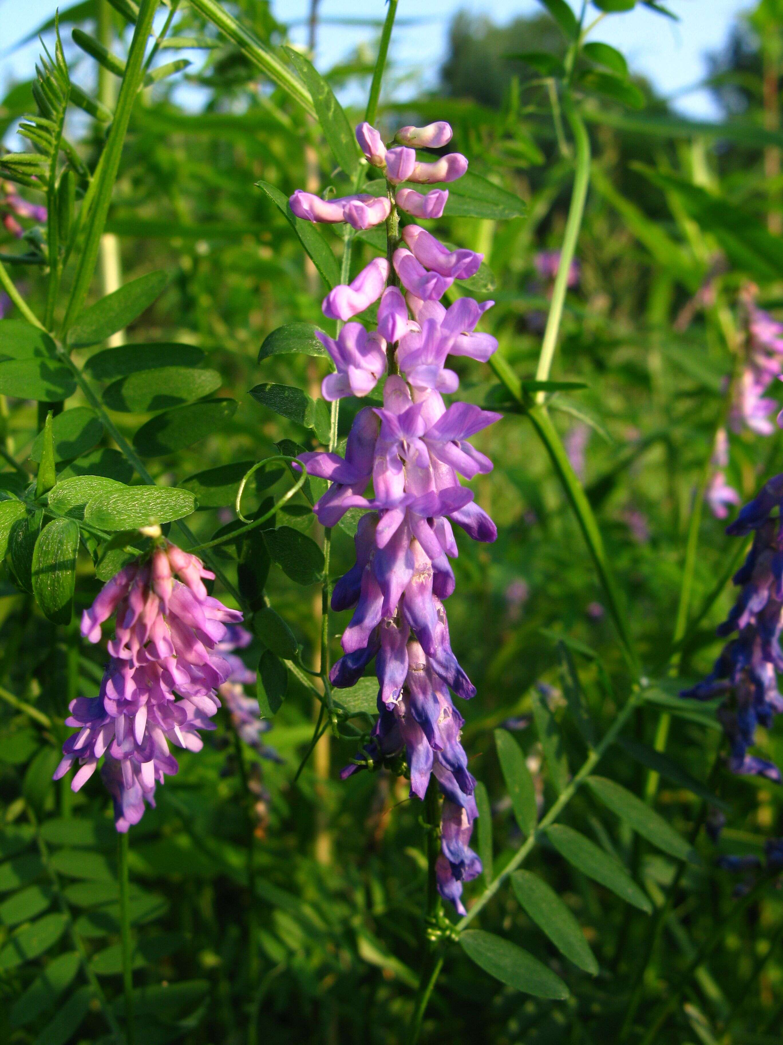 Image of bird vetch