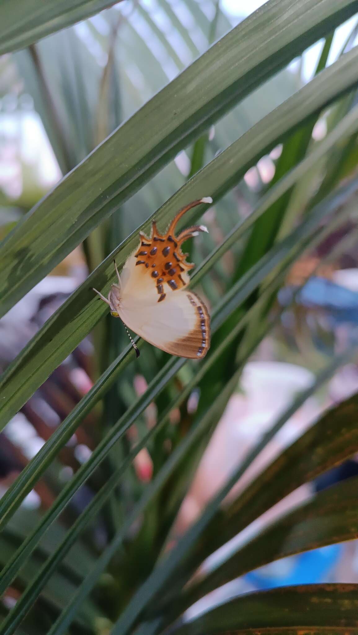 Image of Helicopis cupido Linnaeus 1758