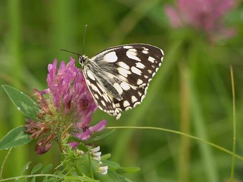 Image of marbled white