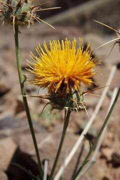 Image de Centaurea pubescens Willd.