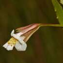 Image of Erect Monkeyflower