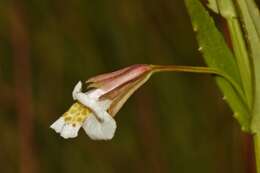 Image of Mimulus strictus Benth.