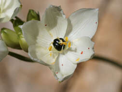 Image of Ornithogalum arabicum L.