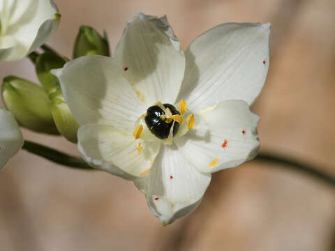 Image of Ornithogalum arabicum L.