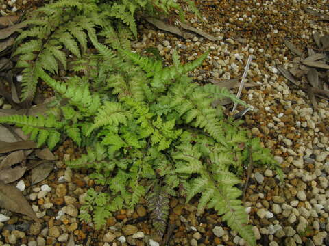 Image of Oriental ladyfern