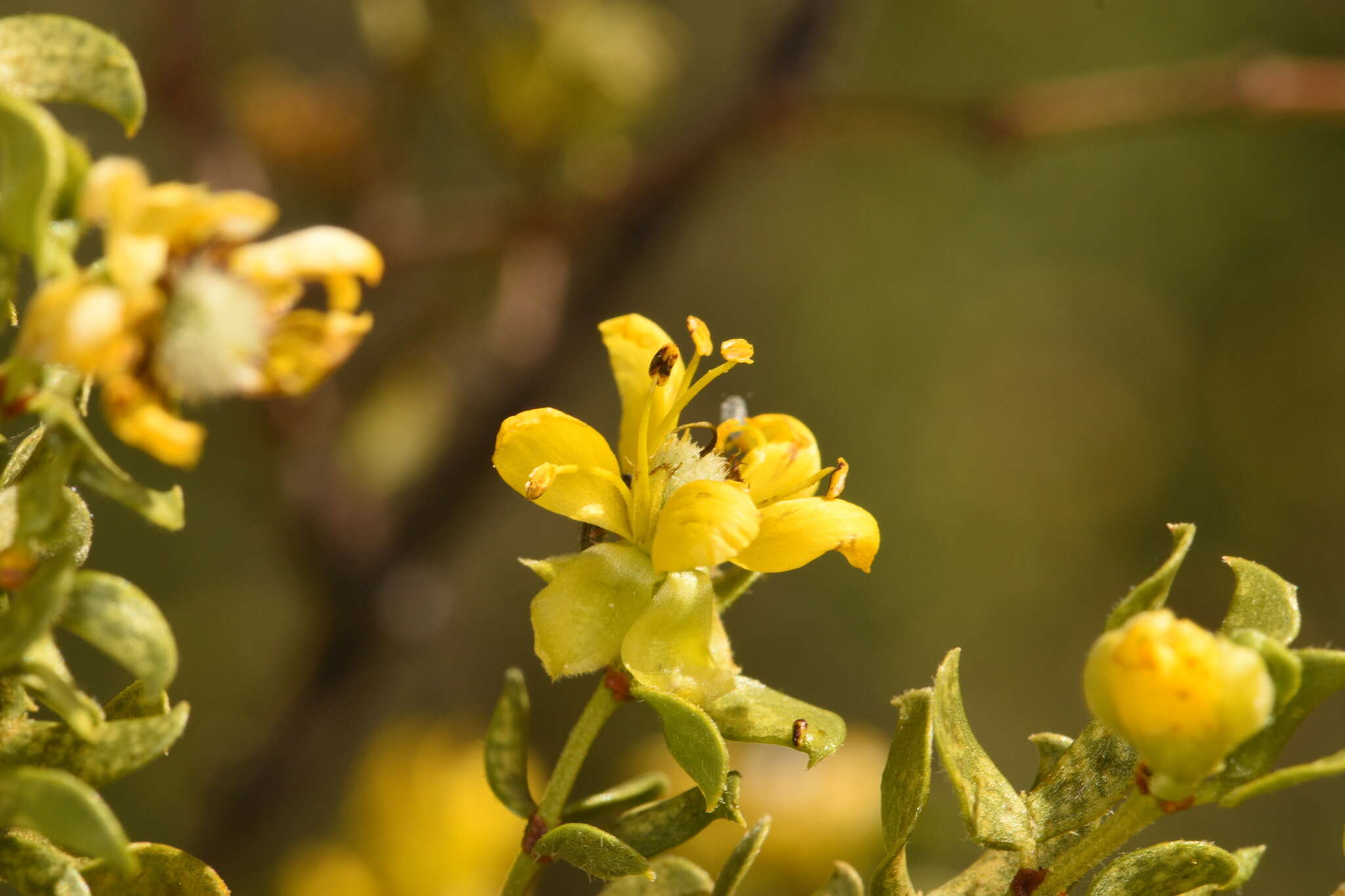 Plancia ëd Larrea tridentata subsp. tridentata