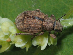 Imagem de Strophosoma (Strophosoma) melanogrammum (Forster 1771)