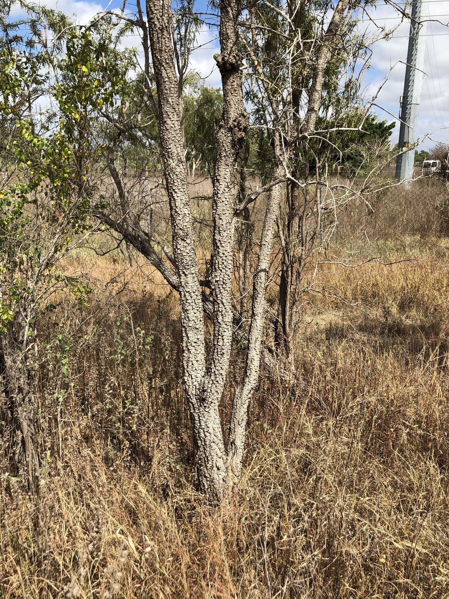 Plancia ëd Dolichandrone alternifolia (R. Br.) Seem.