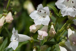 Image of talus slope penstemon