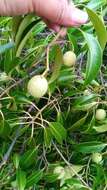 Image de Calophyllum vernicosum P. F. Stevens