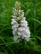 Image of Common spotted orchid