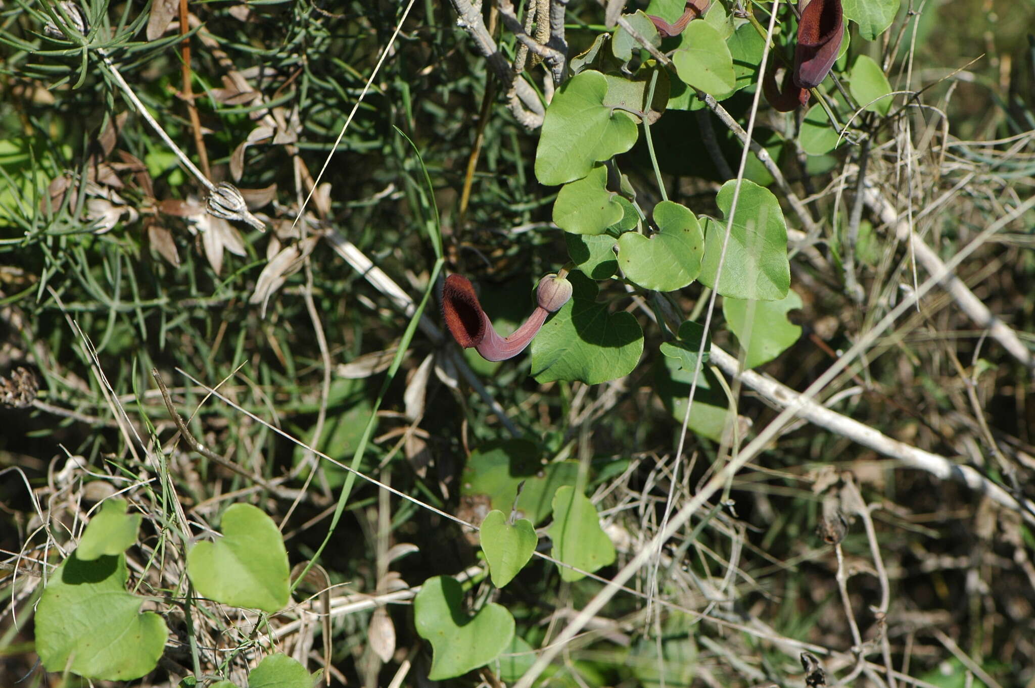 Image of Andalusian Dutchman's Pipe