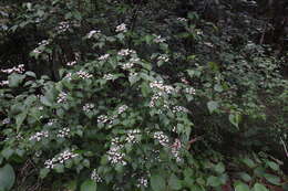 Image de Viburnum betulifolium Batalin