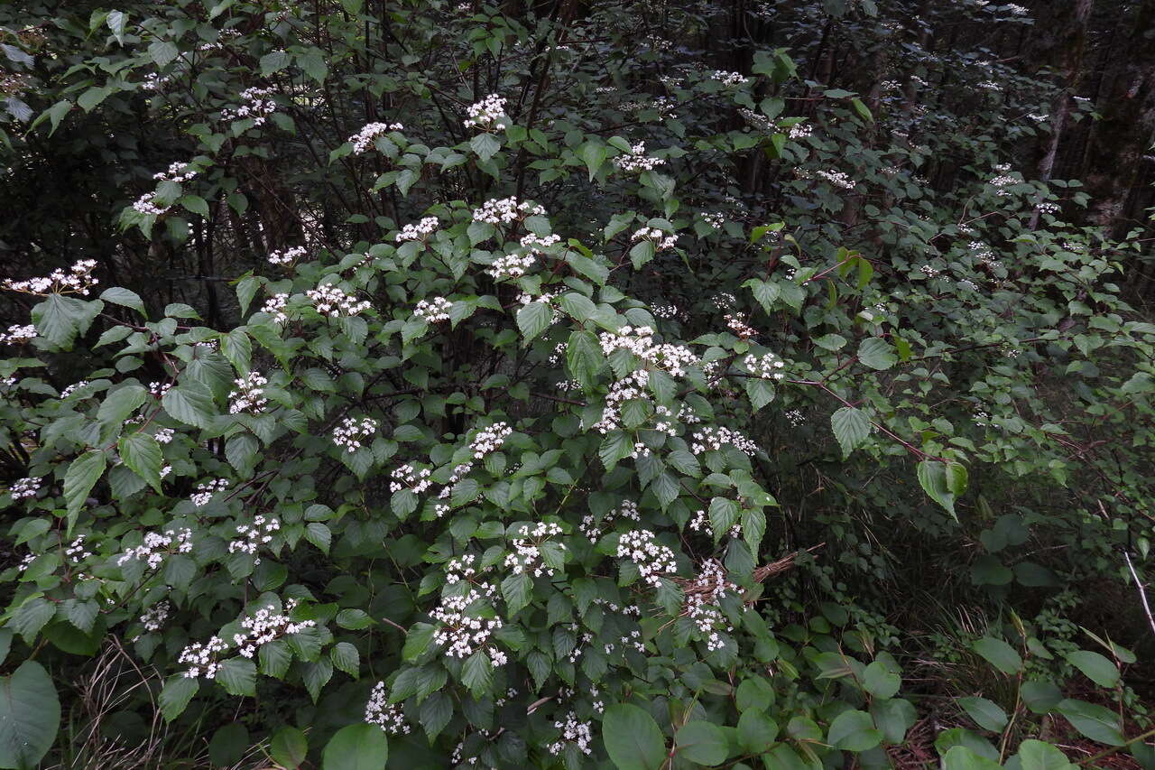 Image de Viburnum betulifolium Batalin