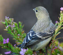 Image of American Goldfinch