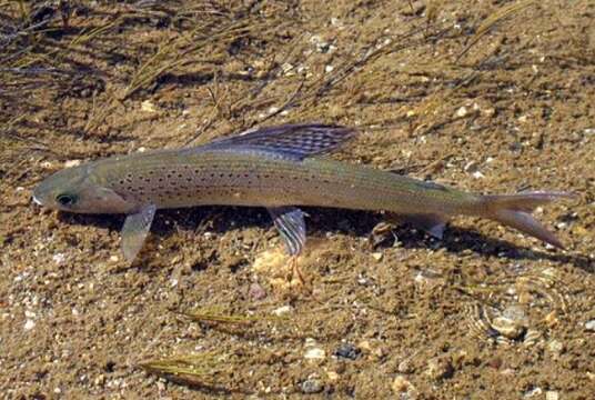 Image of Arctic Grayling