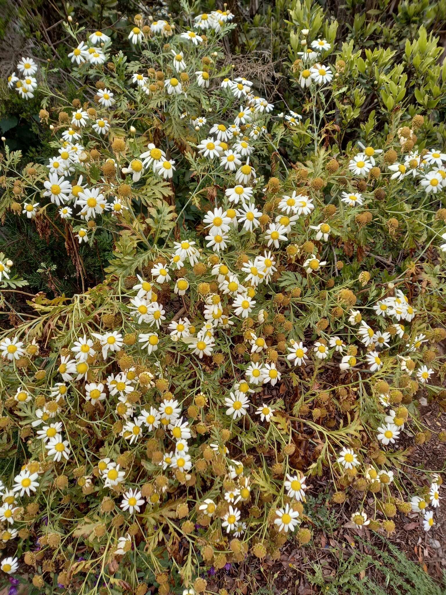 Image of Argyranthemum callichrysum subsp. gomerensis (Humphries) O. W. White