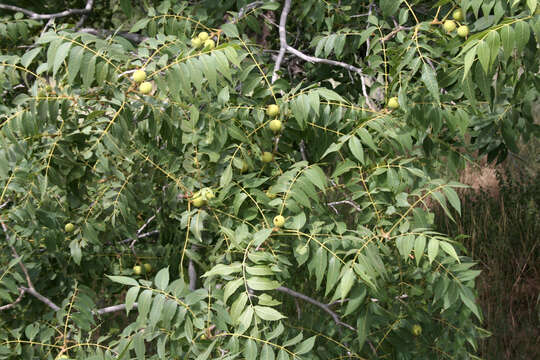 Image of Arizona walnut