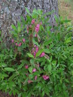 Image of sheep laurel