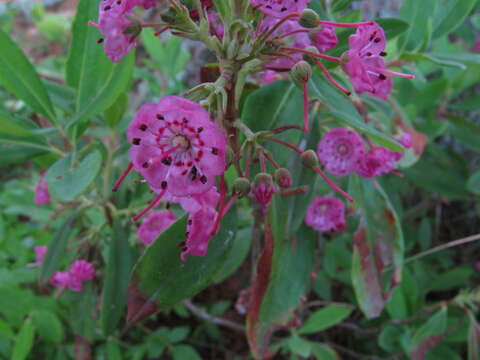 Image of sheep laurel