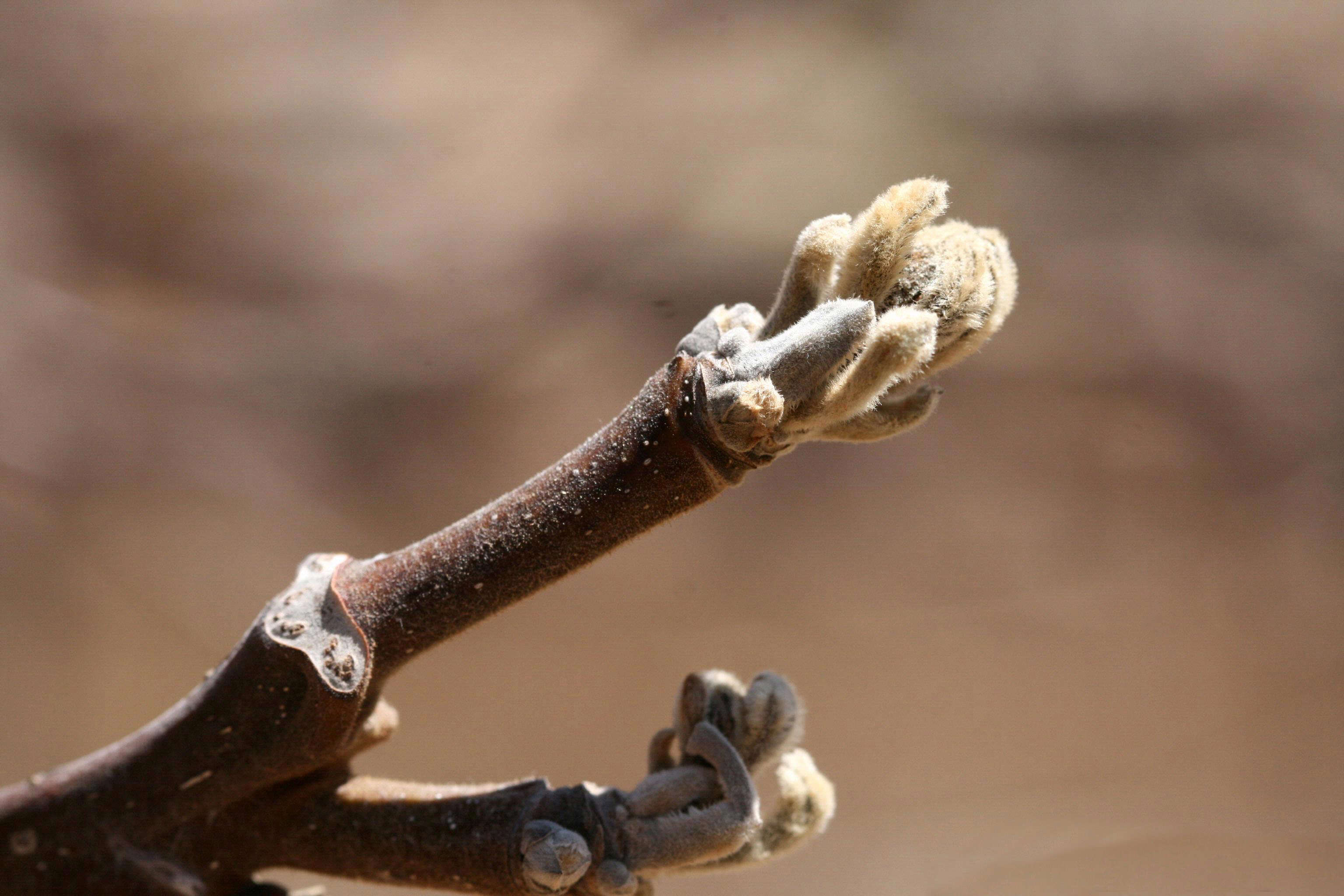 Image of Arizona walnut