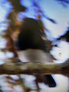 Image of White-bellied Tit