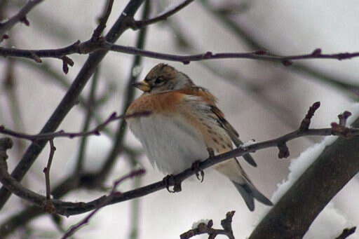 Image of Brambling