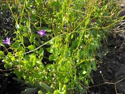 Image of Wahlenbergia patula A. DC.