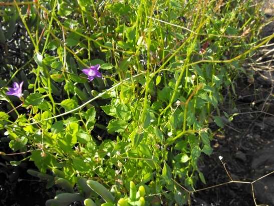 Image of Wahlenbergia patula A. DC.