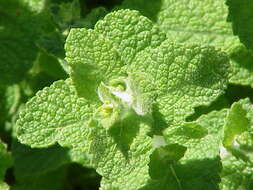 Image of Apple Mint