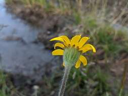 Слика од Arnica parryi A. Gray