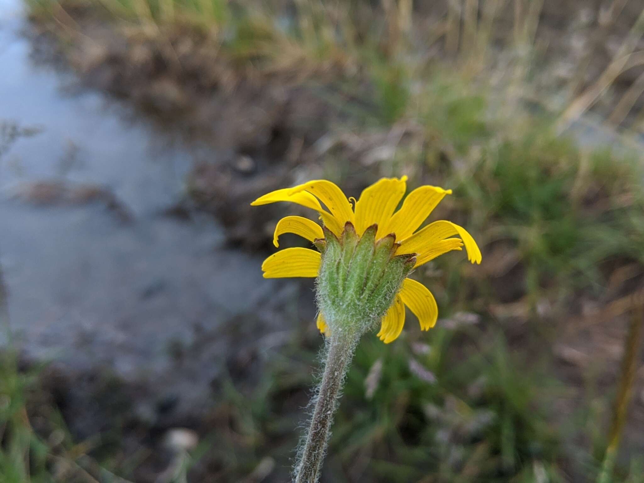 Слика од Arnica parryi A. Gray