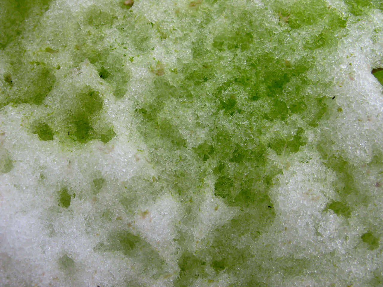 Image of snow alga