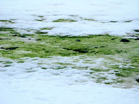 Image of Chlamydomonas
