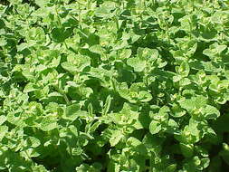 Image of Apple Mint