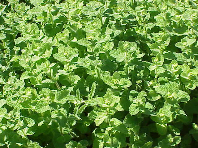 Image of Apple Mint