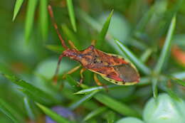 Image of Gonocerus juniperi Herrich-Schäffer 1839