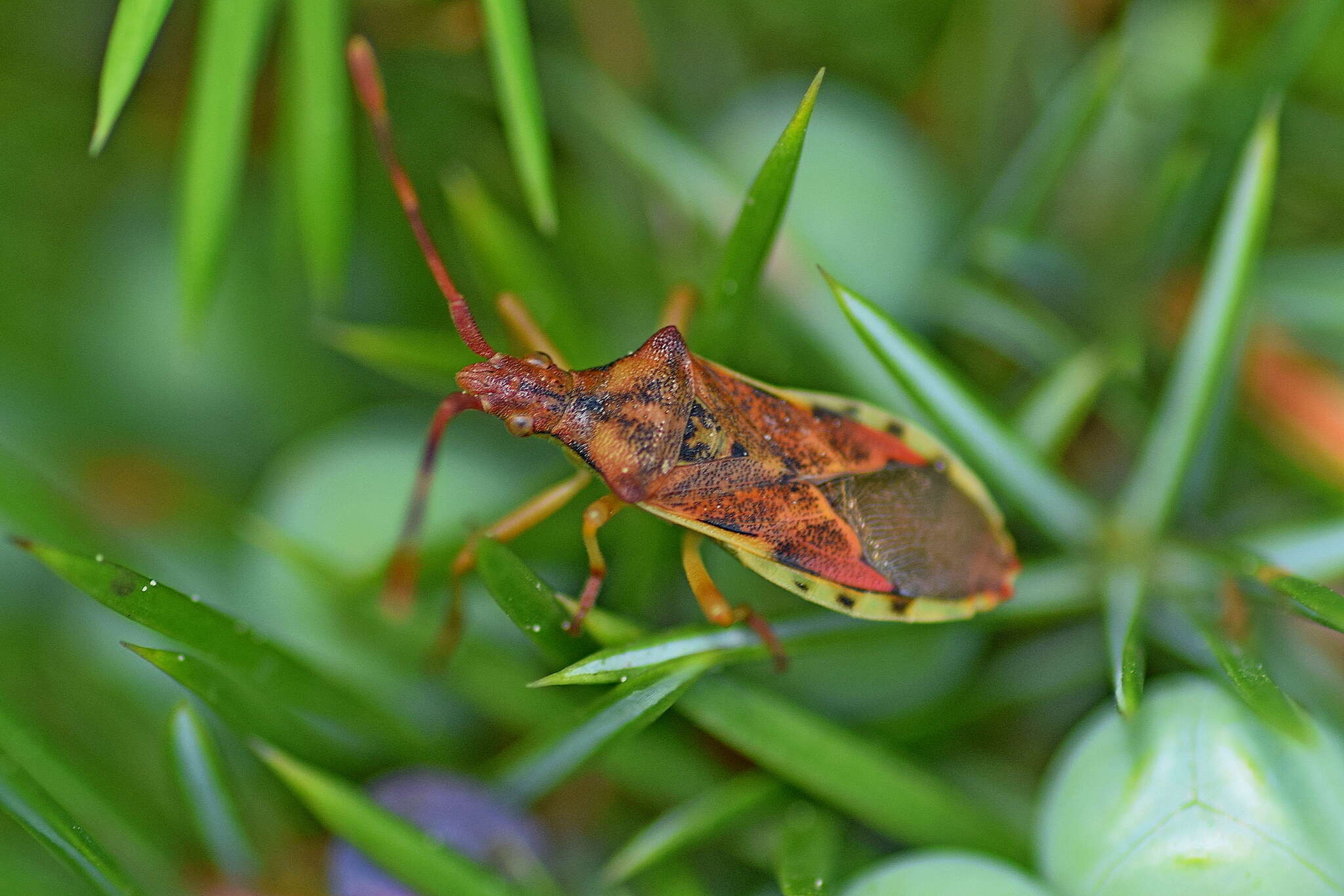 Image of Gonocerus juniperi Herrich-Schäffer 1839